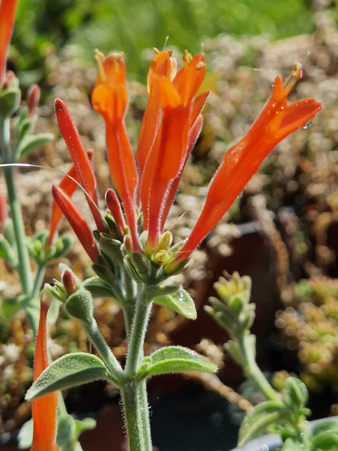 Dicliptera squarrosa